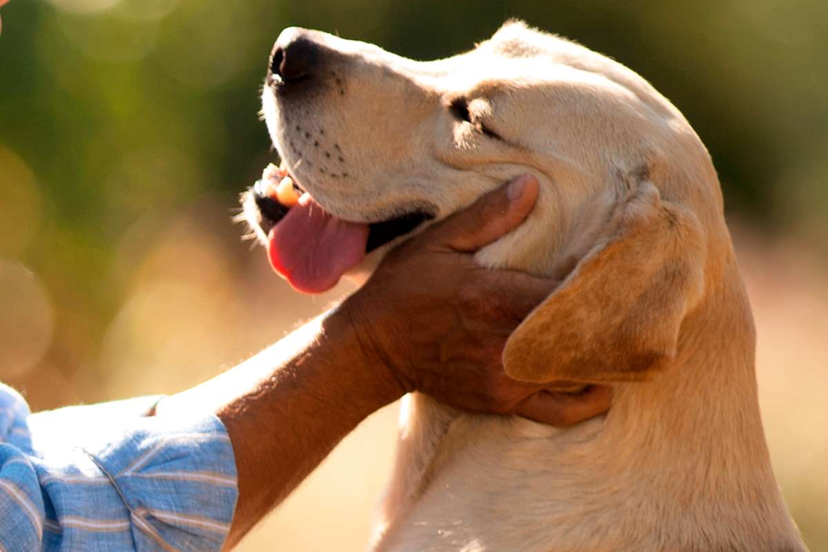 Pet Friendly Pet Friendly
